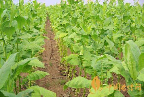 2020煙草發(fā)展趨勢(shì) 煙草行業(yè)發(fā)展前景怎么樣