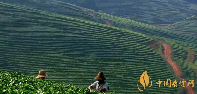 文君茶價(jià)格表圖2021 文君茶葉大概多少錢(qián)