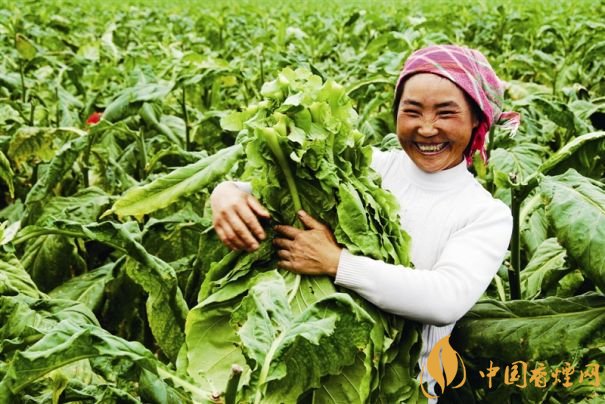 煙葉稅是什么，煙葉稅如何計算