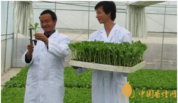 煙草專業(yè)大學(xué)排名，煙草專業(yè)就業(yè)前景好