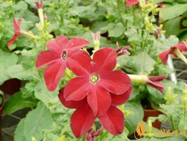 煙草花花語(yǔ)是什么，煙草花什么時(shí)候開(kāi)花