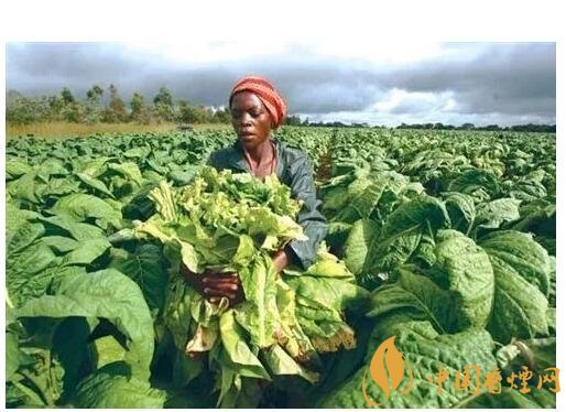 津巴布韋煙葉為什么好，黃金煙葉成為國寶