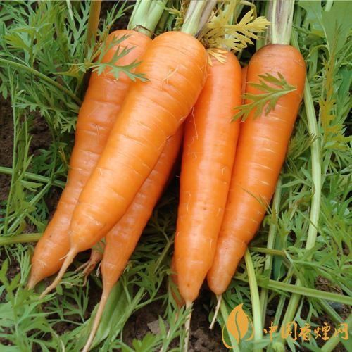 預(yù)防抽煙得肺癌，這些食物降低抽煙傷害